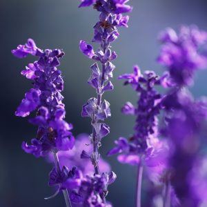 Lavender Essential Oil