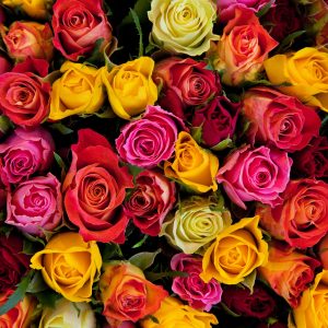 Rose Essential Oil