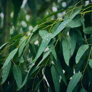 Eucalyptus Essential Oil