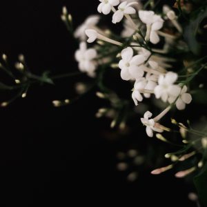 Jasmine Essential Oil