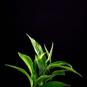 Tea Tree Essential Oil